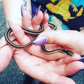 Common Ribbon Snake Babies