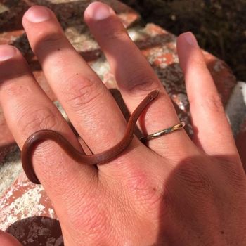 Common Sharp-tailed Snake Babies