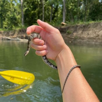 Common Water Snake Babies