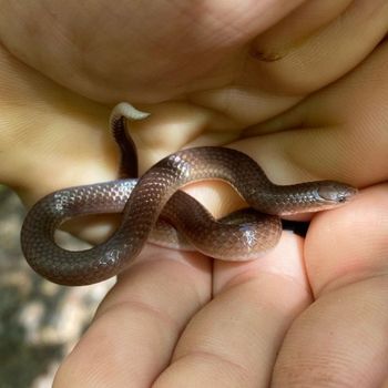 Common Worm Snake Babies