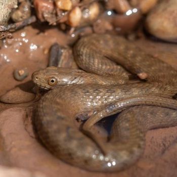 Concho Water Snake Babies