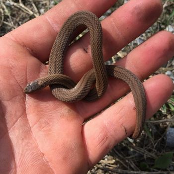 Copperbelly Water Snake Babies