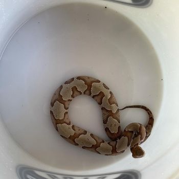 Copperhead Vipers Babies