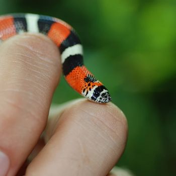 Coral Snake Babies