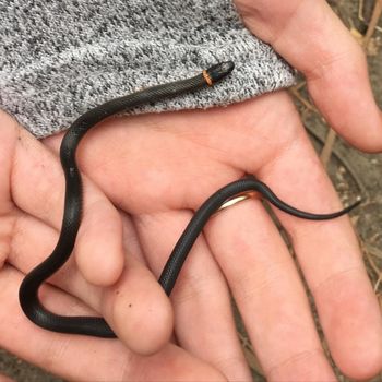 Coral-bellied Ringneck Snake Babies