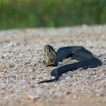 Cottonmouth Babies