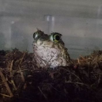 Couch’s Spadefoot Toad Tadpole
