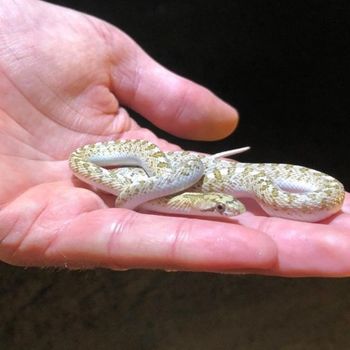 Desert Glossy Snake Babies