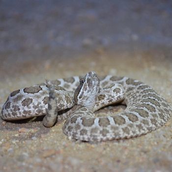 Desert Massasauga Babies