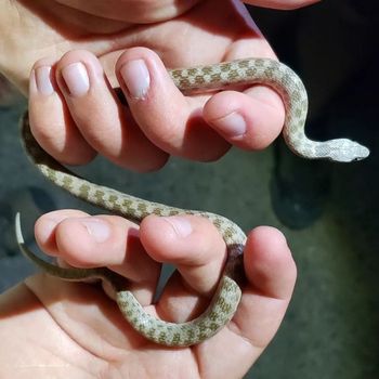 Desert Night Snake Babies