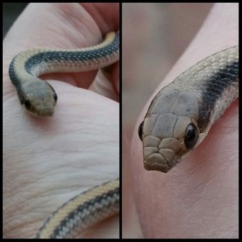 Desert Patched-nosed Snake Babies