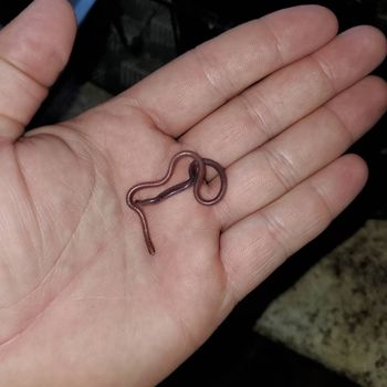 Desert Threadsnake Babies