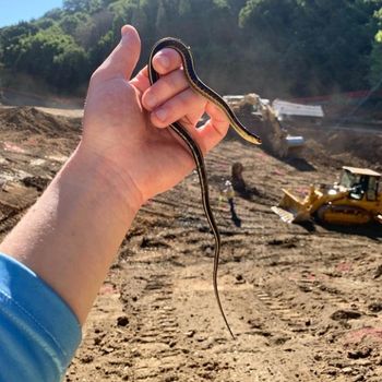 Diablo Range Gartersnake Babies