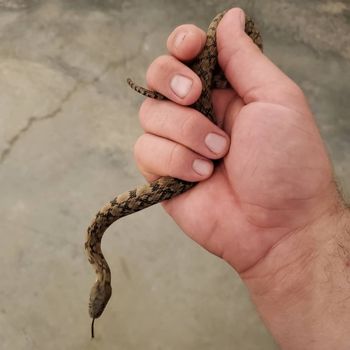 Diamond-backed Water Snake Babies