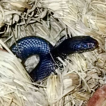 Eastern Black Kingsnake Babies