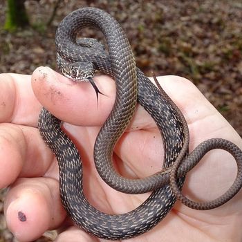 Eastern coachwhip snake Babies