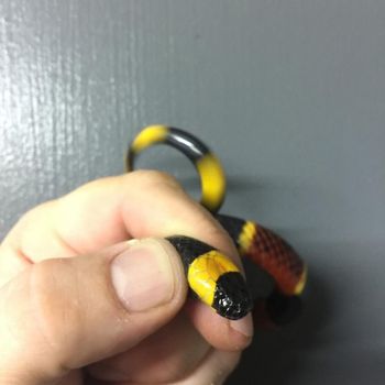 Eastern Coral Snake Babies