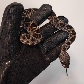 Eastern Diamondback Rattlesnake Babies