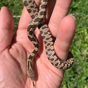 Eastern Fox Snake Babies