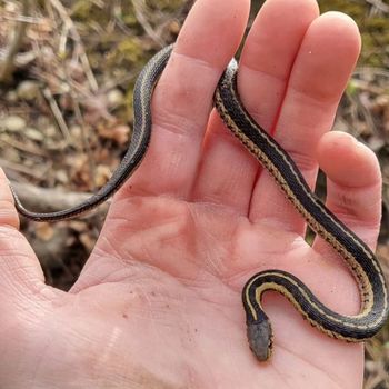 Eastern Garter Snake Babies