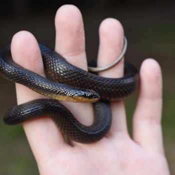 Eastern Glossy Swamp Snake Babies