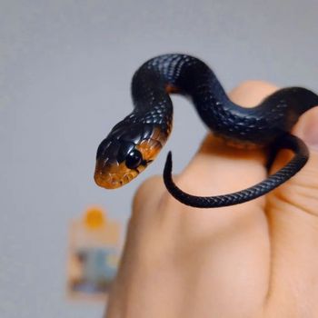 Eastern Indigo Snake Babies