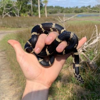 Eastern Kingsnake Babies