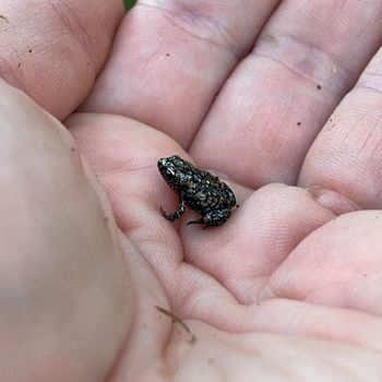 Eastern Narrow-mouthed Toad Tadpole