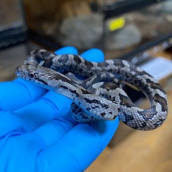 Eastern Rat Snake Babies