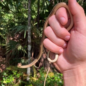 Eastern Ribbon Snake Babies