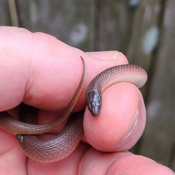 Eastern Smooth Snake Babies