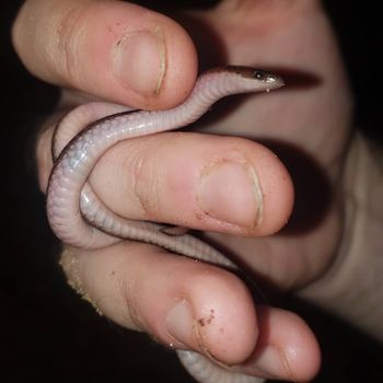 Eastern Worm Snake Babies