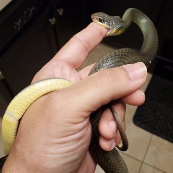 Eastern Yellow-bellied Racer Babies