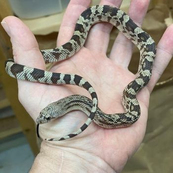 Eastern pine snake Babies