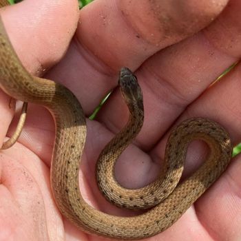 Florida Brown Snake Babies