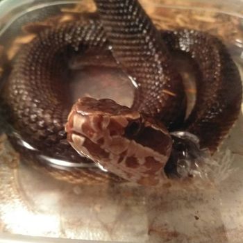 Florida Cottonmouth Babies