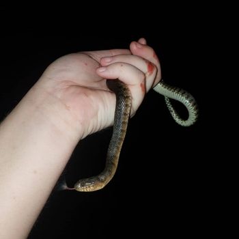 Florida Green Water Snake Babies