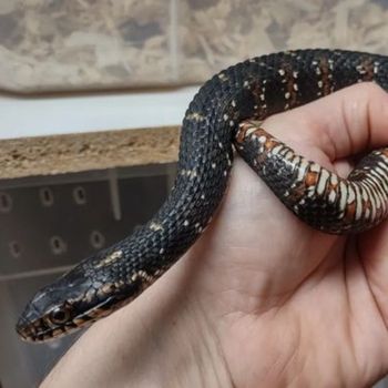 Florida Water Snake Babies