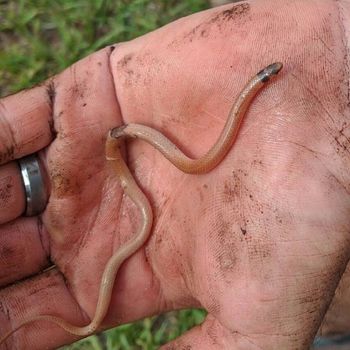 Florida crowned snake Babies