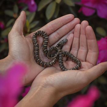 Florida kingsnake Babies