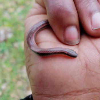 Forest Sharp-tailed Snake Babies