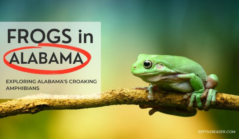 Frogs in Alabama: Exploring Alabama’s Croaking Amphibians