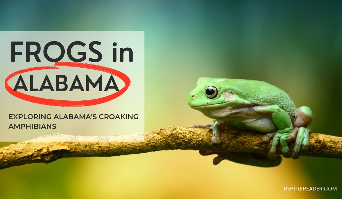 Frogs in Alabama
