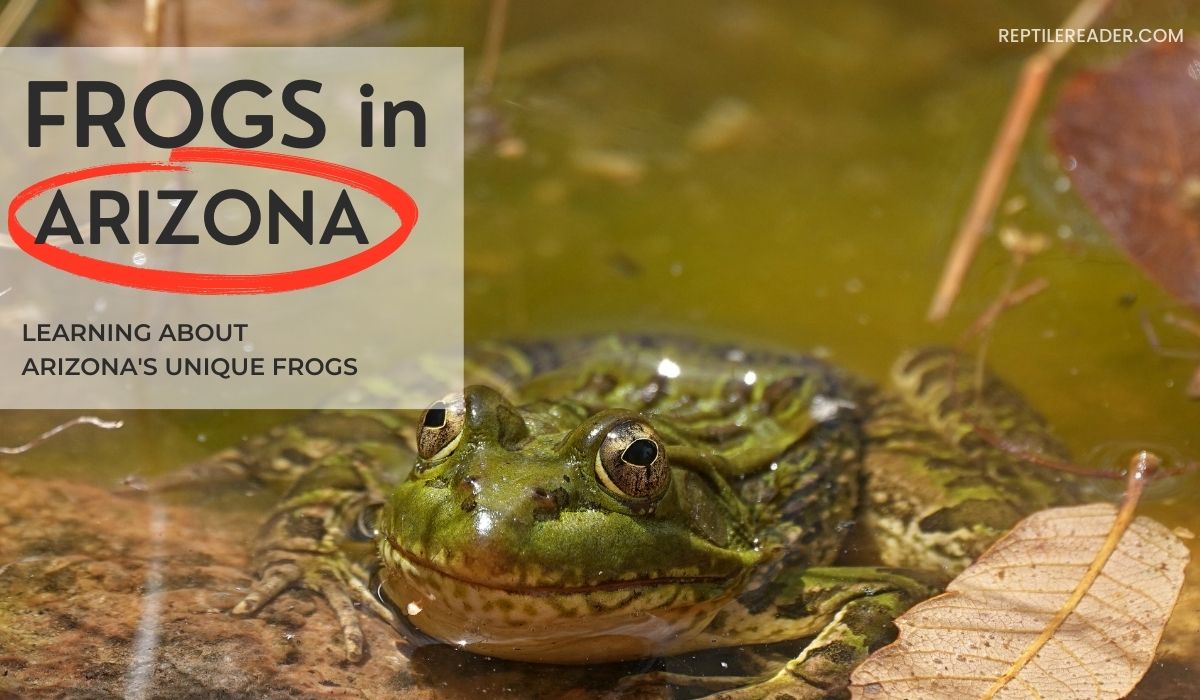 Frogs in Arizona