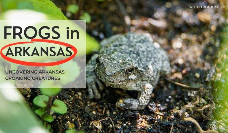 Frogs in Arkansas: Uncovering Arkansas’ Croaking Creatures