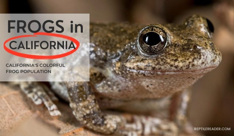 Frogs in California: California’s Colorful Frog Population