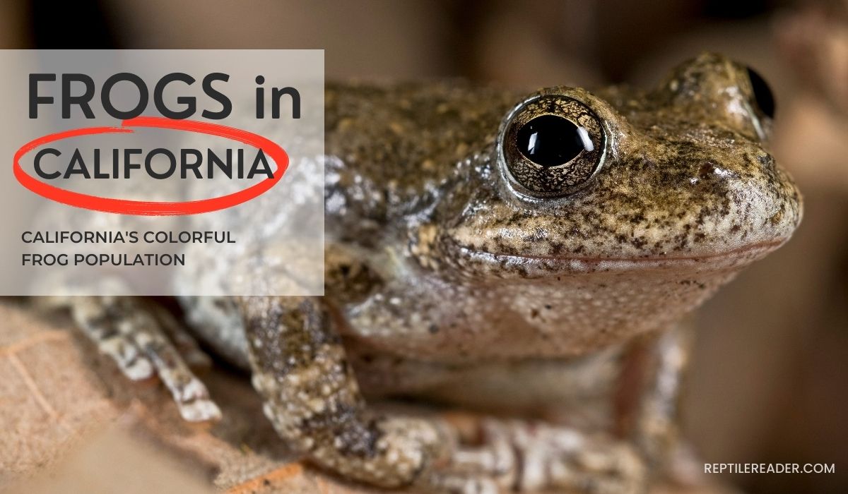 Frogs in California