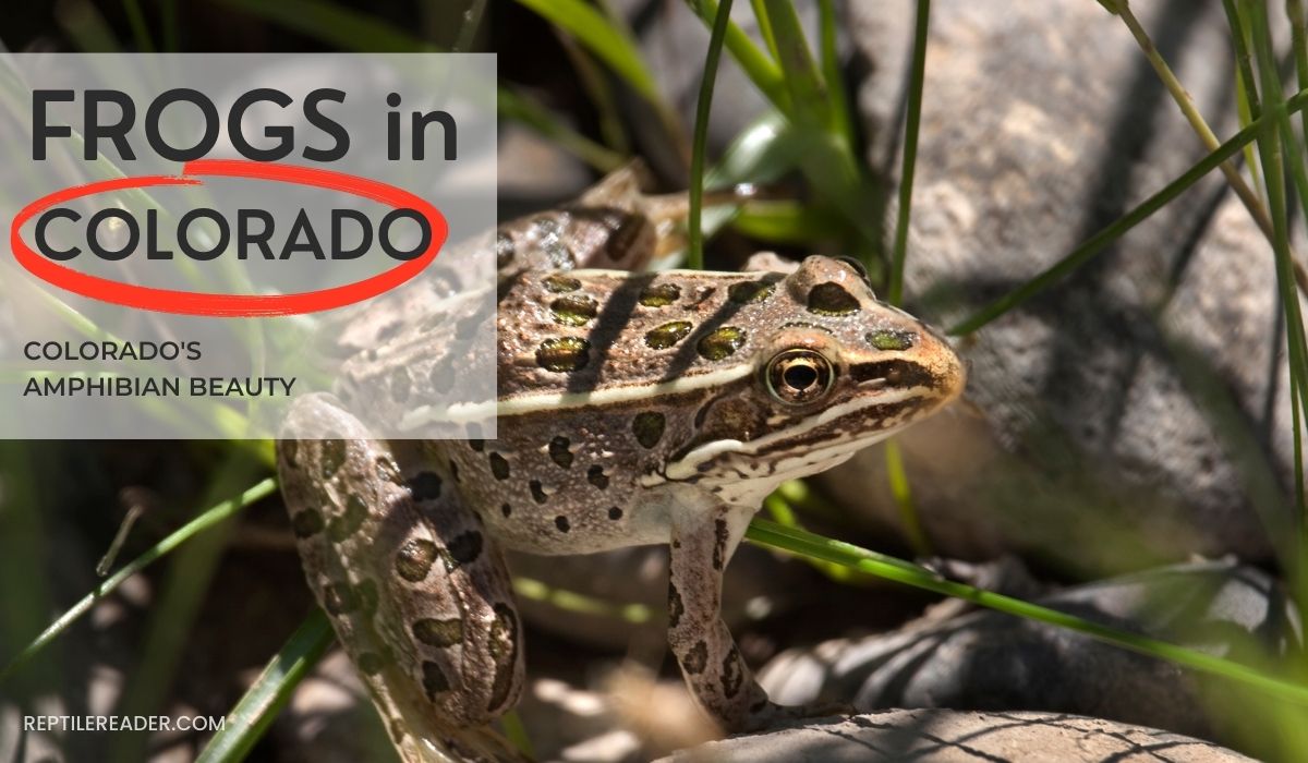 Frogs in Colorado