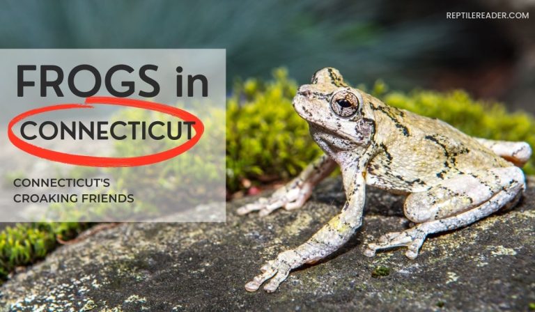 Frogs in Connecticut: Connecticut’s Croaking Friends