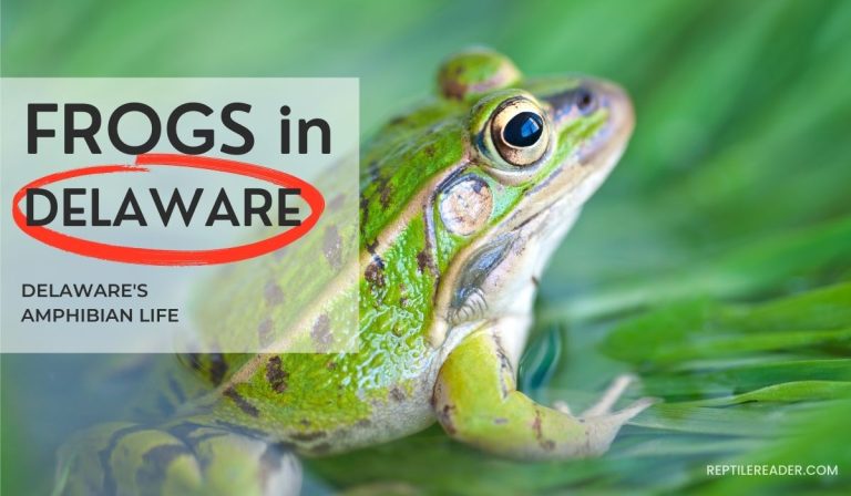 Frogs in Delaware: Delaware’s Amphibian Life